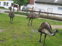 /album/fotogalerie-zoopark-zelcin/emu-hnedy-jpg/